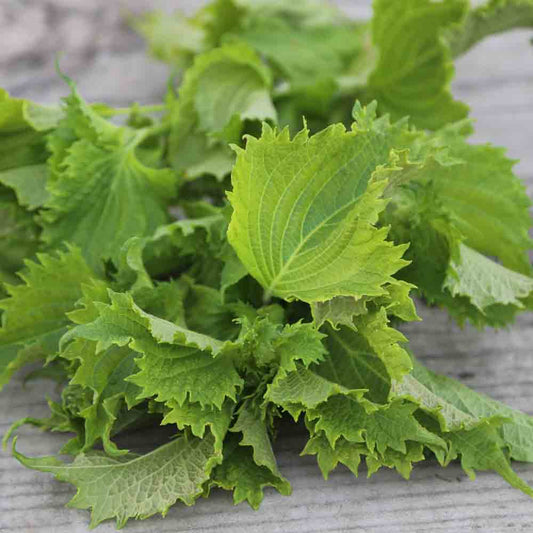 PERILLA VERT OU SHISO AB