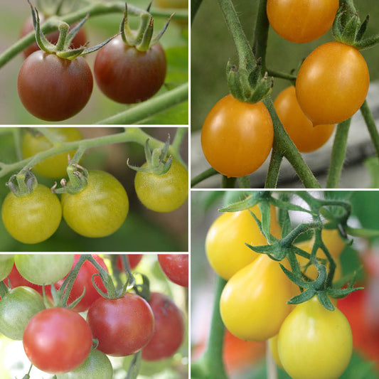 TOMATES CERISES EN MELANGE AB