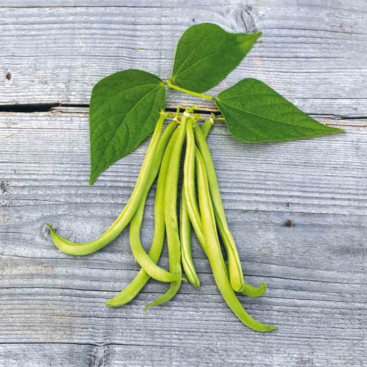 DWARF BEAN MAXI FILET MANGETOUT AB