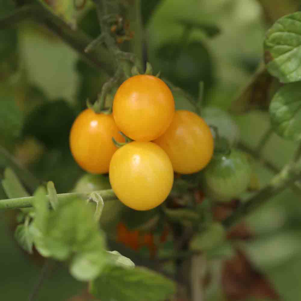 YELLOW CURRANT TOMATO TYPE LITTLE SPARROW AB