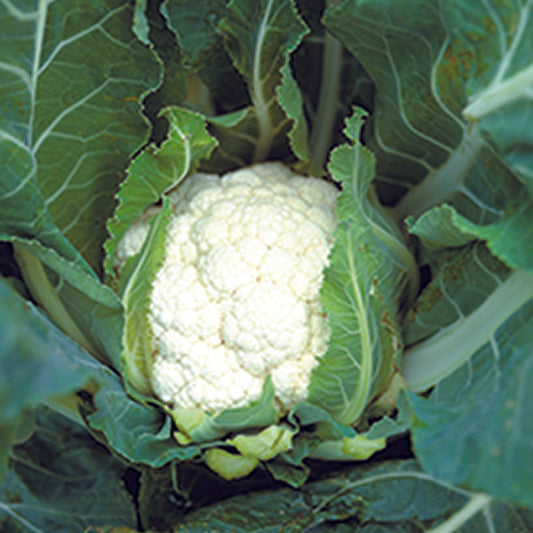 CHOU-FLEUR TARDIF D´ANGERS AB