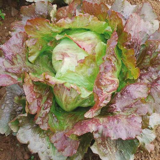 BATAVIA ICEBERG LETTUCE DIAVOLETTA AB