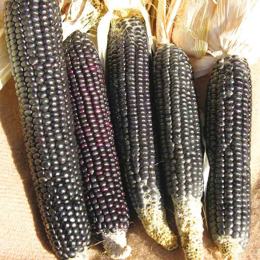 BLACK TORTILLA CORN AB