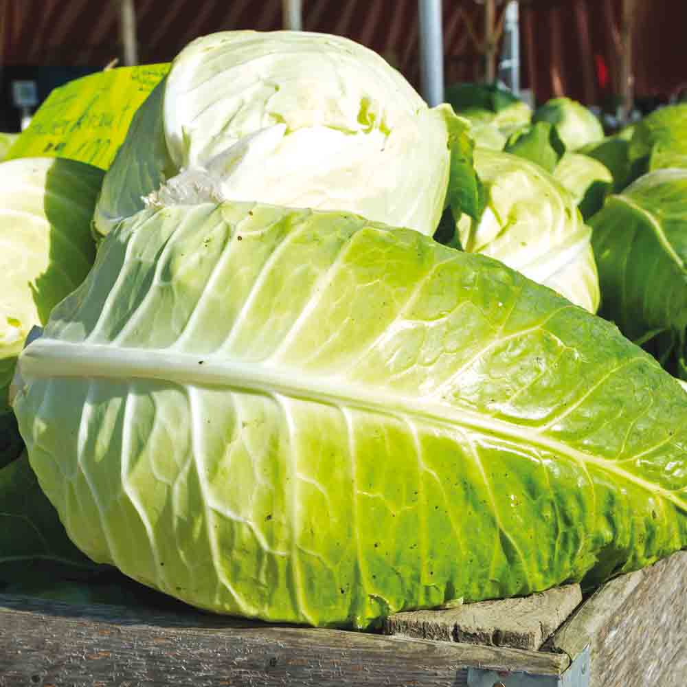 CABBAGE CABUS FILDERKRAUT AB