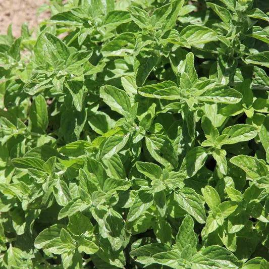 ICE MINT OR MOUNTAIN MINT NT