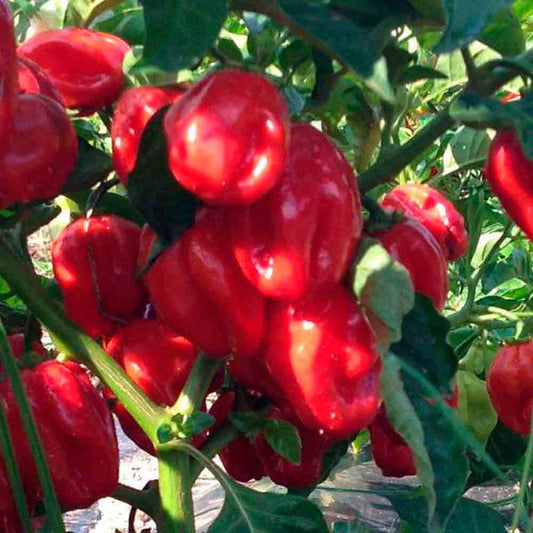 PIMENT HABANERO ROUGE ou ANTILLAIS ´BONDAMANJAK´ AB