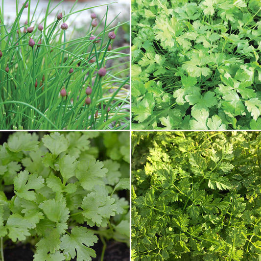 AROMATS IN MIXTURE COMMON CHIVES, COMMON FLAT-LEAF PARSLEY 2, CORIANDER, COMMON CHERVIL AB