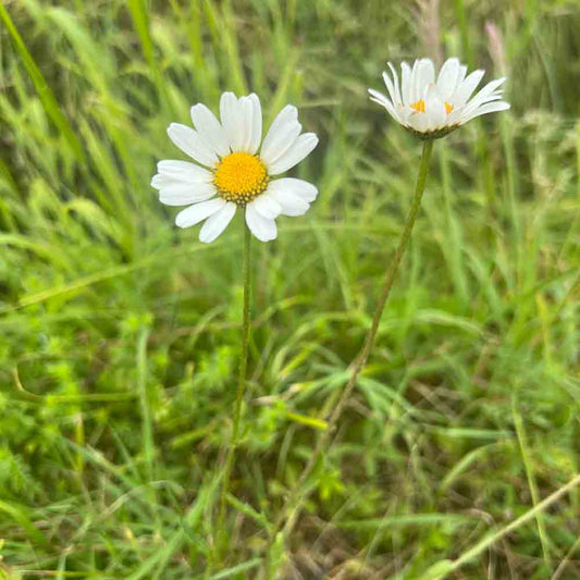 BIG WHITE DAISY AB