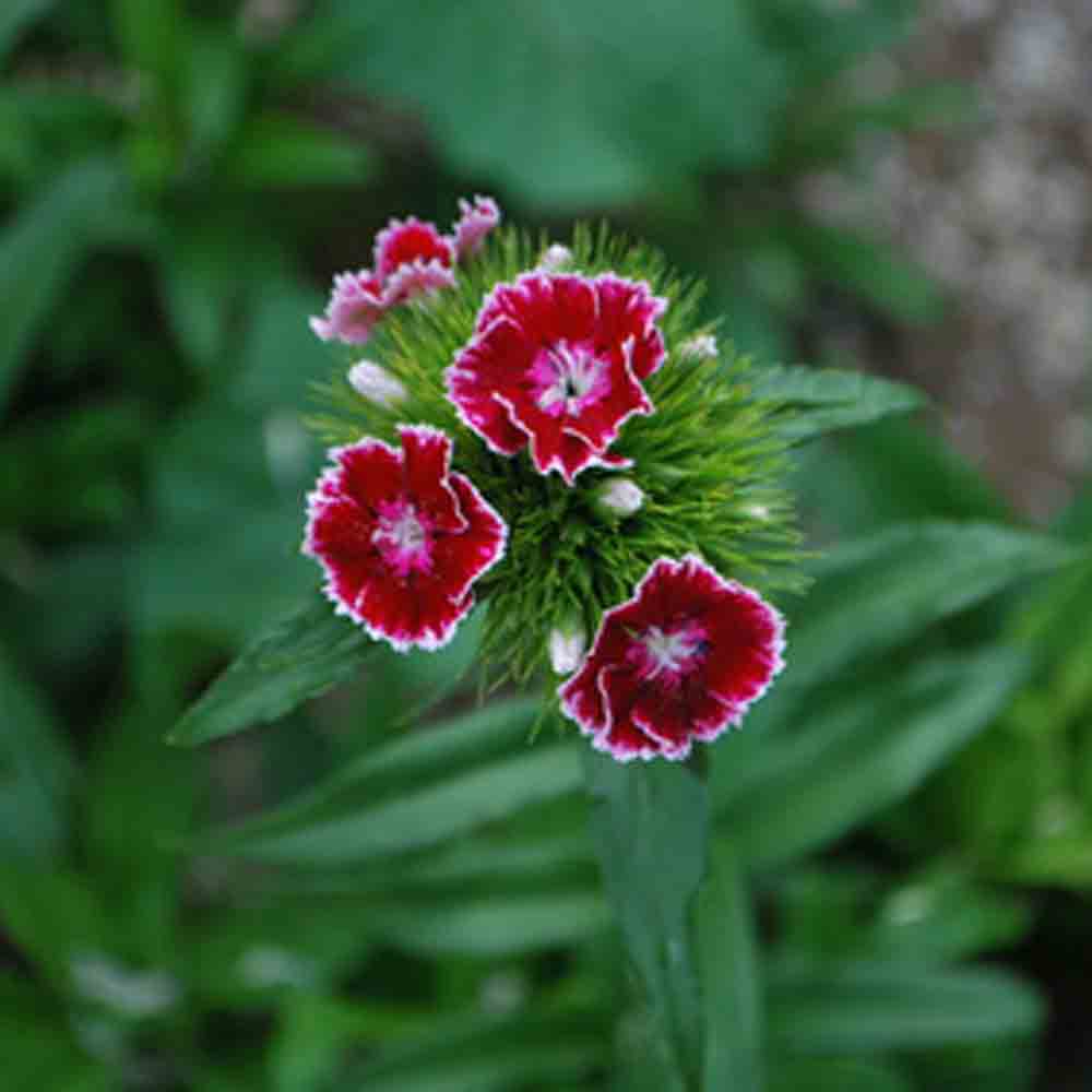 ŒILLET DE POETE VARIE AB - PLANT