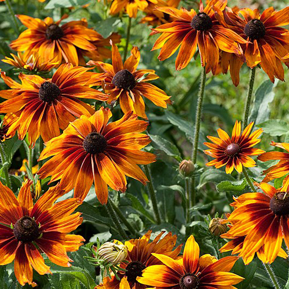 RUDBECKIA CHOCOLATE ORANGE AB