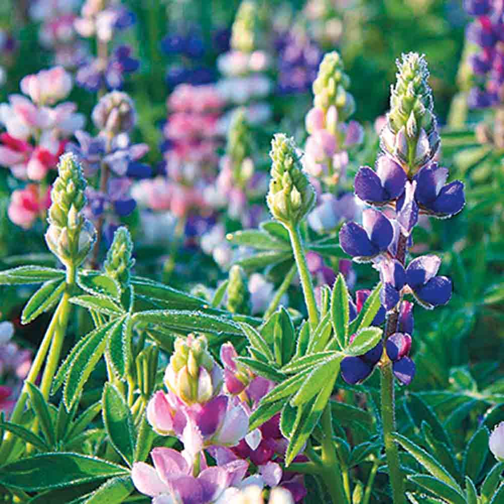 DWARF LUPIN VARIE AB