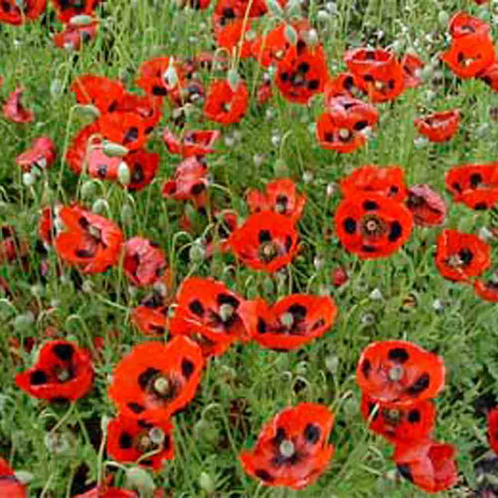 COQUELICOT PIERROT ou COCCINELLE AB