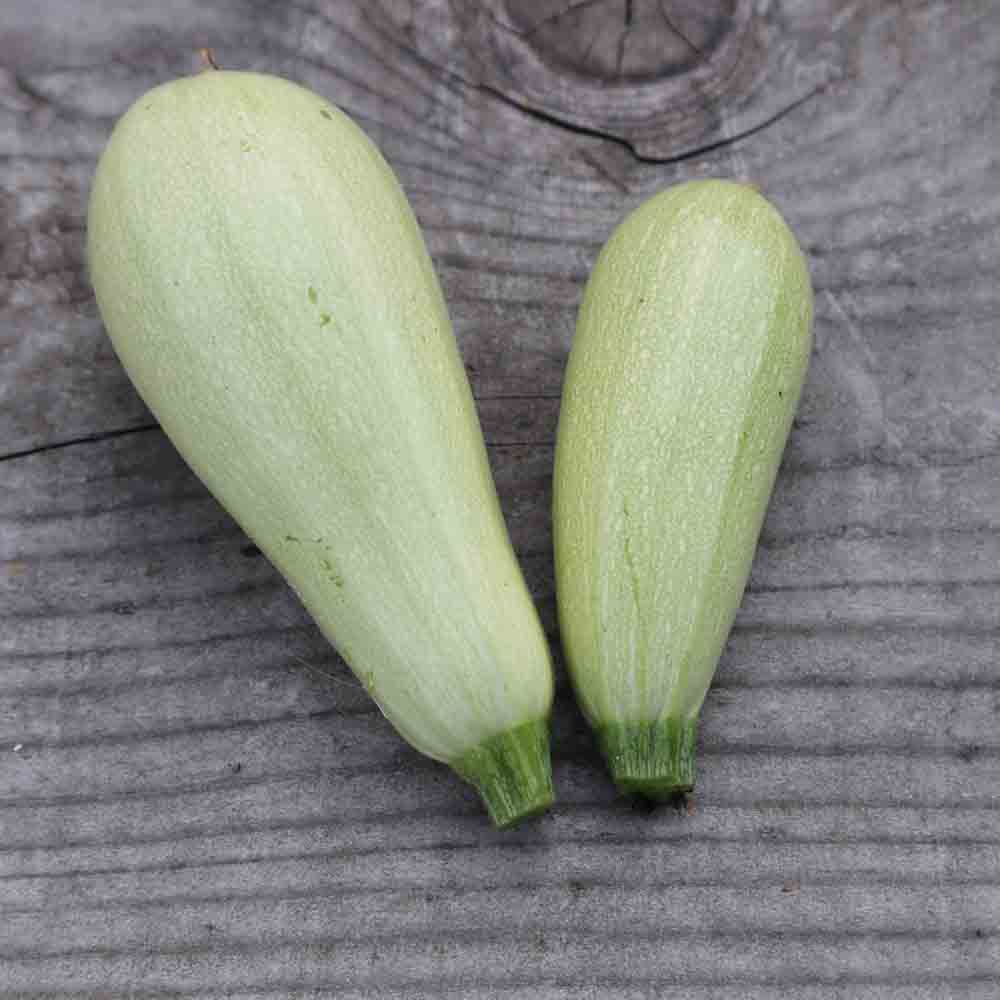 COURGETTE LEBANESE WHITE BUSH AB