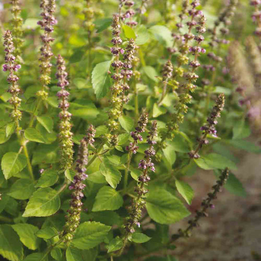 BASILIC SACRE OU TULSI AB