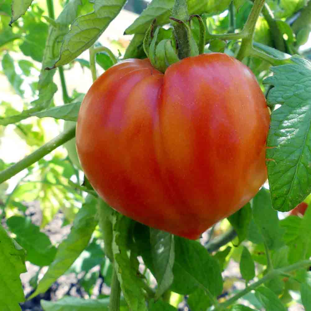 TOMATE COEUR DE BOEUF ROUGE AB