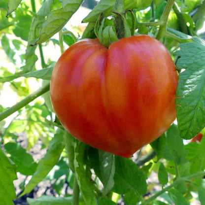 TOMATE COEUR DE BOEUF ROUGE AB