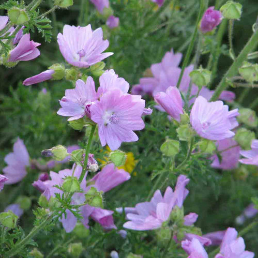 LIGHT PINK MUSK MALLOW AB