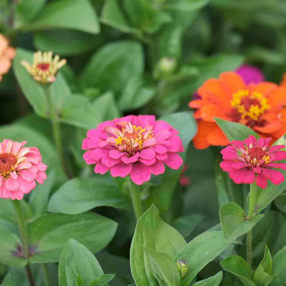 ZINNIE LILLIPUT KLEINE VERSCHIEDENE BLUMEN AB