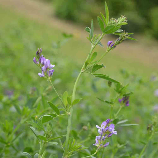 ALFALFA AB 150 g