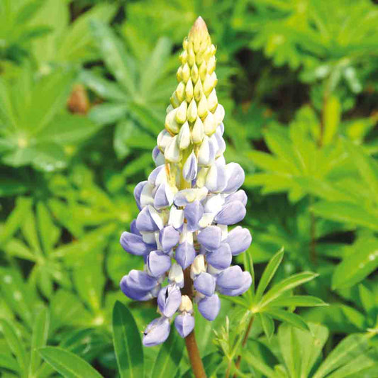 LUPIN BLUE AB 150 g