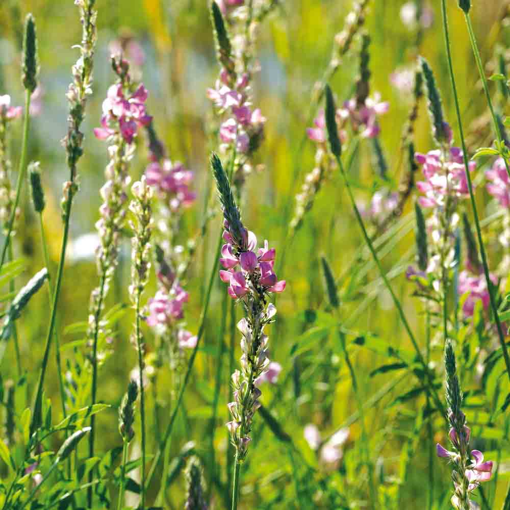 SAINFOIN AB 100 g