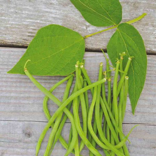 DWARF BEAN AIGUILLON FILET MANGETOUT AB 80 g