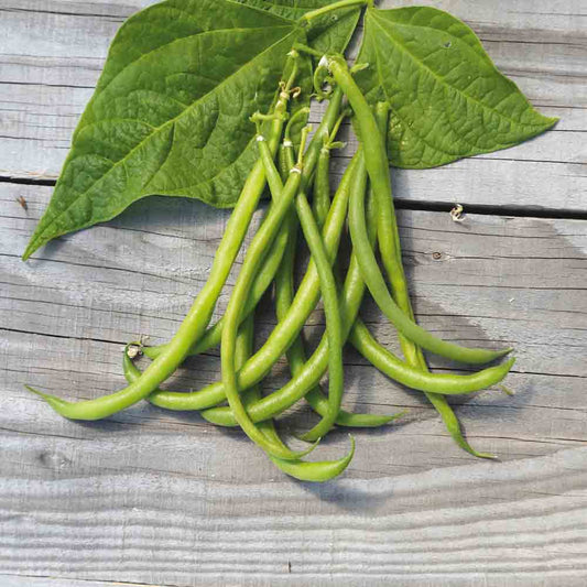 DWARF BEANS PONGO FILLET MANGETOUT AB 80 g