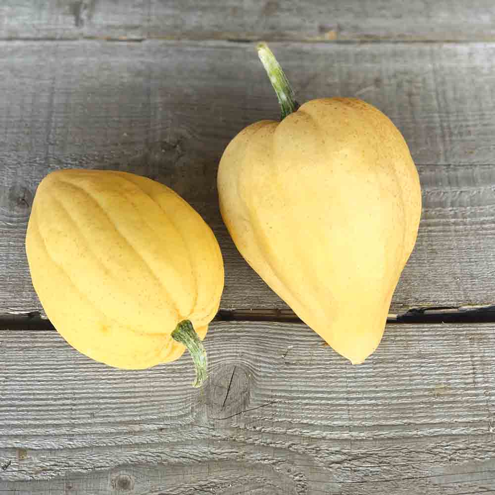 COURGE ACORN THELMA SANDERS AB