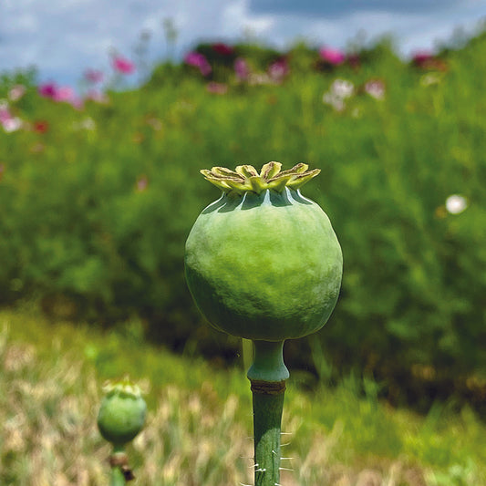 POPPY BOWLING BALL NT