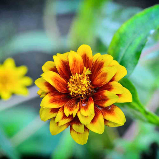 ZINNIA PERSERTEPPICH NT