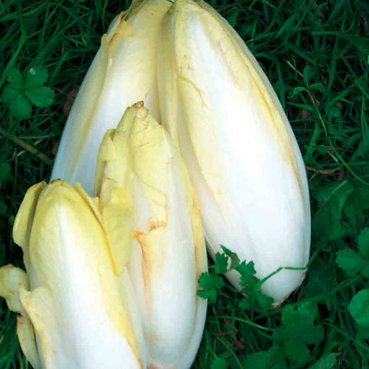 ENDIVE DEMI HATIVE DE MALINES AB