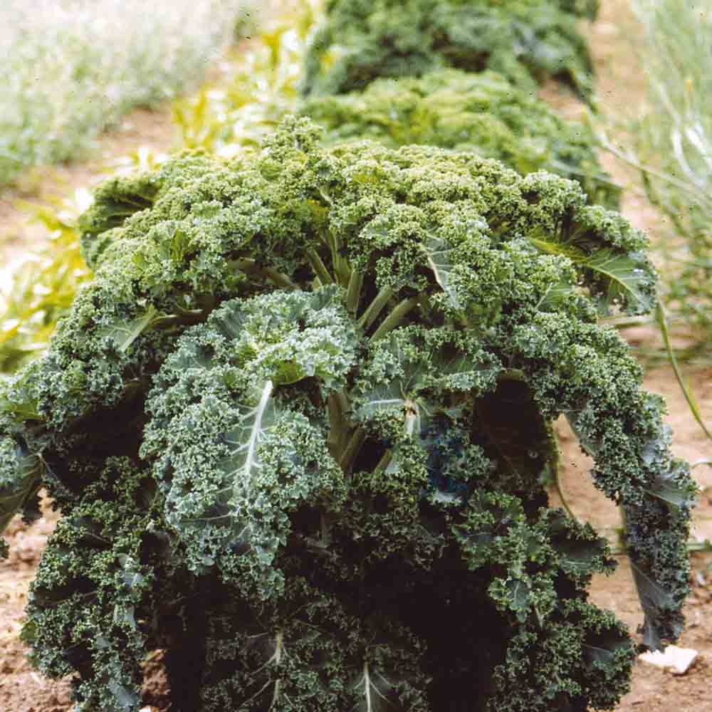 CHOU FRISE KALE BRANCHU DU POITOU AB