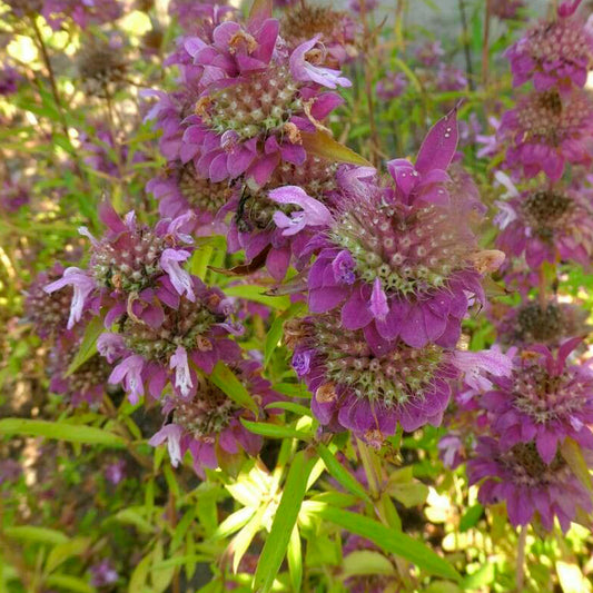 MONARDA LEMON NT