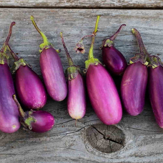 AUBERGINE VIOLETTE DE TOULOUSE AB