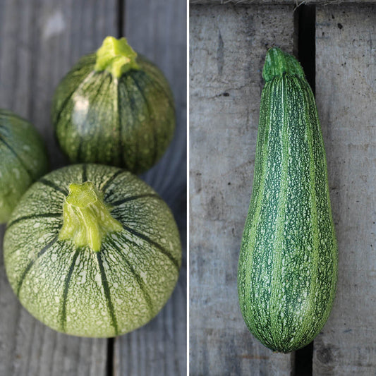 COURGETTES EN MELANGE (Ronde de Nice et Grisette de Provence) AB