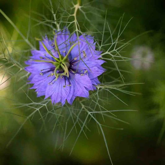 KULTIVIERTE NIGELLA ODER SCHWARZKÜMMEL AB