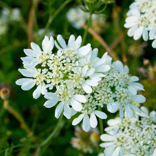 ORLAYA MIT GROSSEN BLUMEN AB