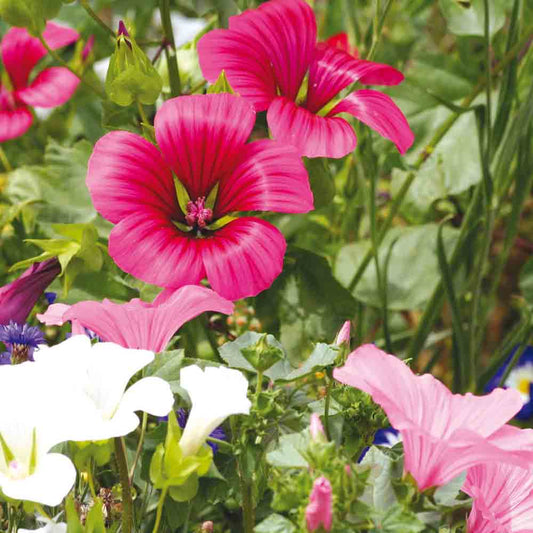 MALOPE MIT GROßEN, VERSCHIEDENEN BLÜTEN AB