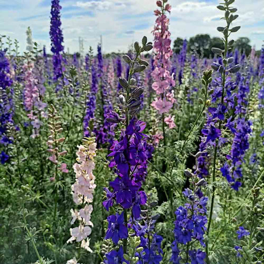 GIANT LARKSPUR IMPERIAL VARIE AB