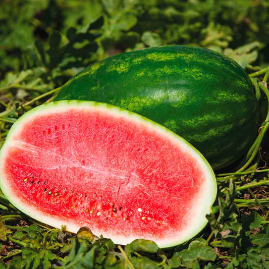 WASSERMELONE CHARLESTON GRAY AB