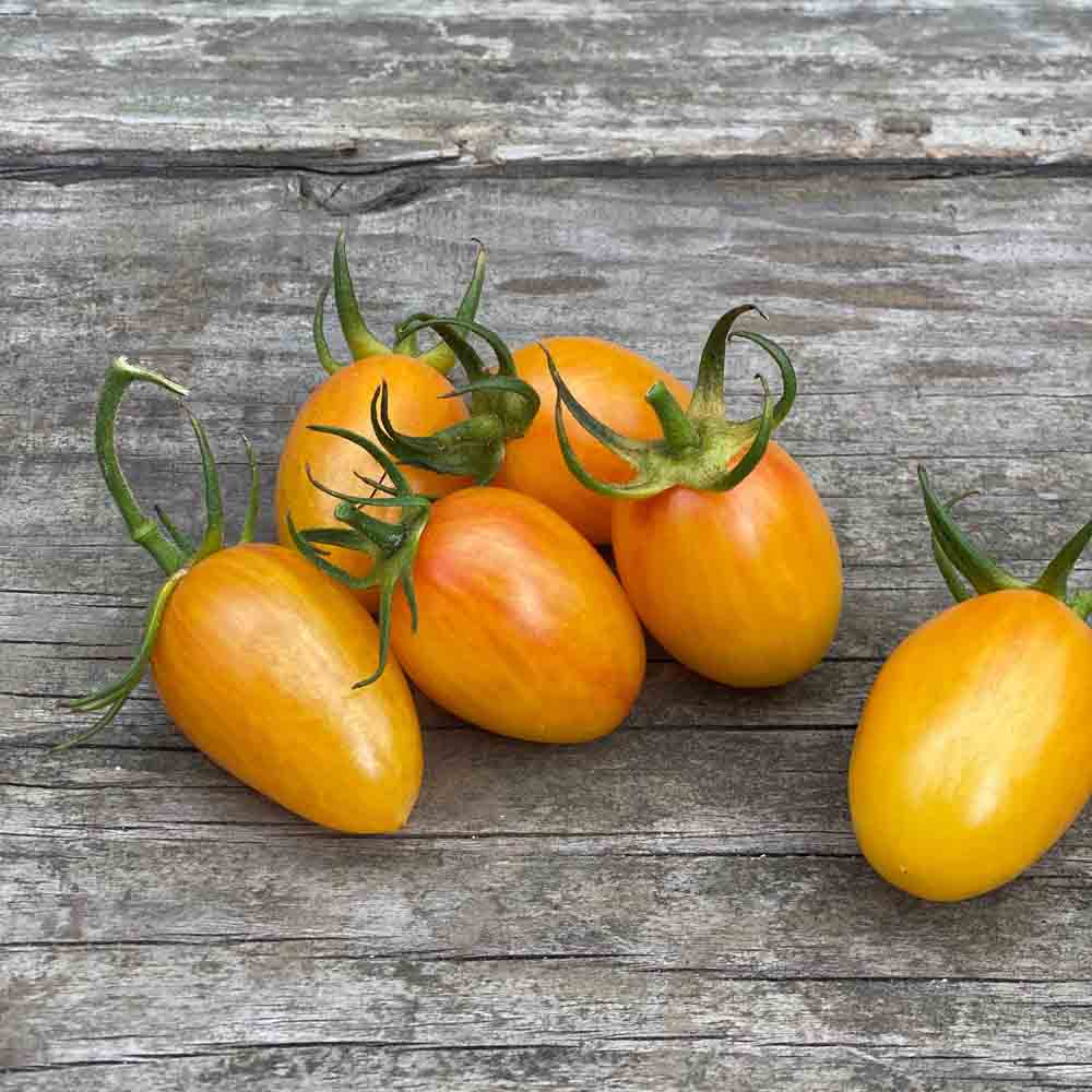 TOMATE CERISE BLUSH TIGER PLANT AB