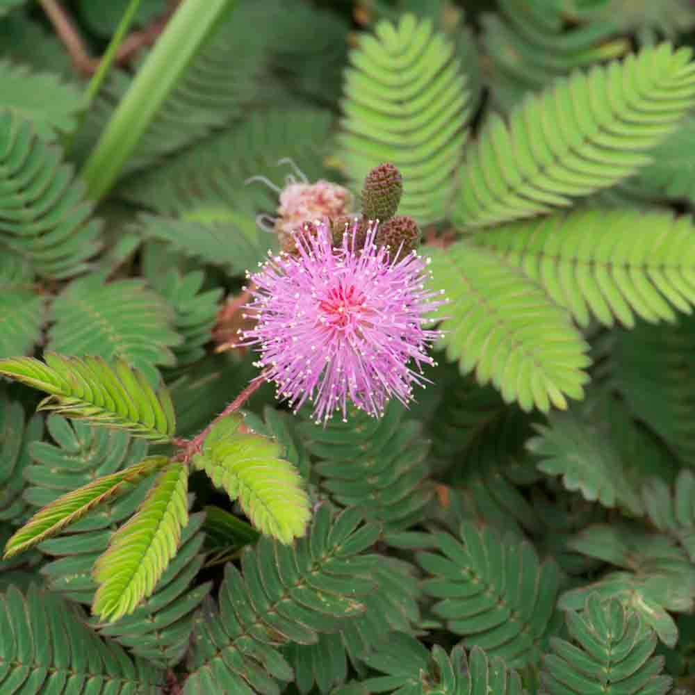 EMPFINDLICH ODER MIMOSA PUDICA NT