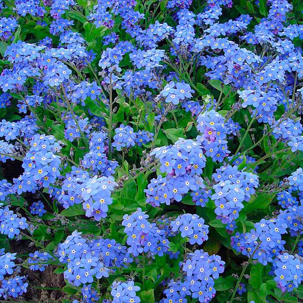 MYOSOTIS DES ALPES BLEU NT