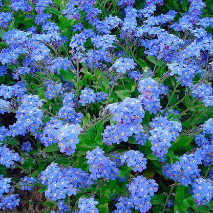 MYOSOTIS DES ALPES BLEU - PLANT