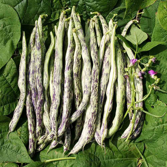 VIGNERONNE MANGETOUT AB POLE BEAN