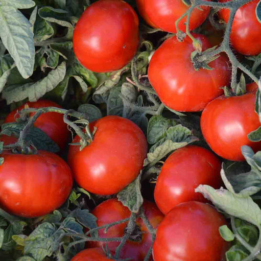 TOMATE BETALUX AB