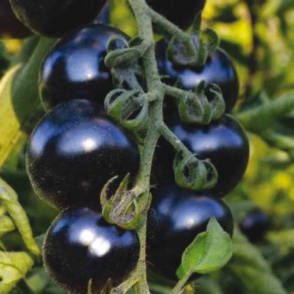 TOMATE BOSQUE BLUE AB