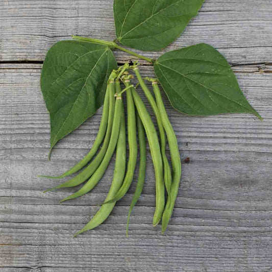 BAGNOLS DWARF BEAN FILET AB