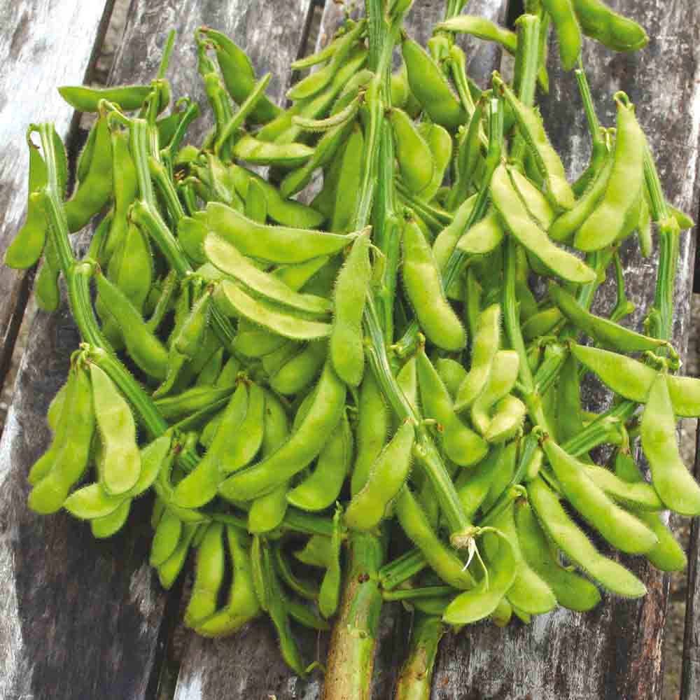 SOJA EDAMAME CHIBA GREEN AB