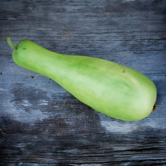 GOURDE OU CALEBASSE MASSUE D'HERCULE OU COURGE DE SICILE AB